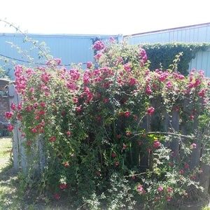 Meet your Posher, Doobie